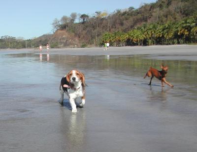Puppy Caminando en Playa Carrillo