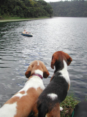 Geisha & Ziggy Suspicious of Kayakers