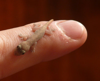 Itsy Bitsy Lizard