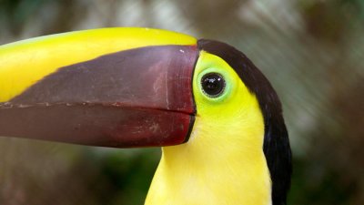 Chestnut-Mandibled Toucan