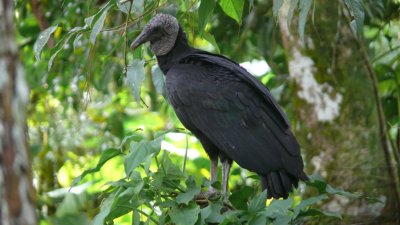 Black Vulture Waiting for the Dead
