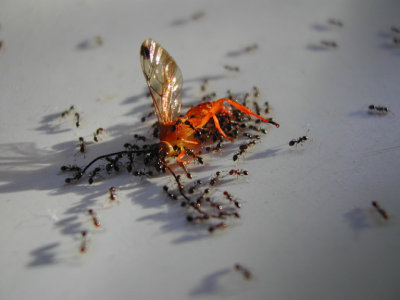 Ants Feasting on Wasp