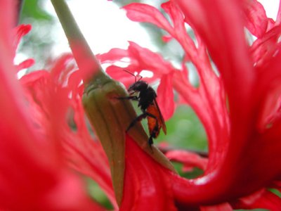 Bee in Red Flower