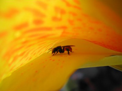 Bee in Yellow Flower