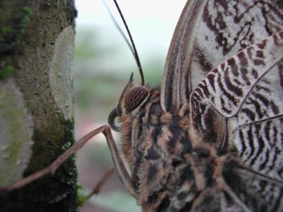 Butterfly III