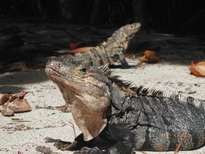 Sunning Iguanas