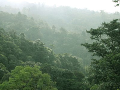 Misty Costa Rica Rainforest