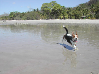 Exhuberant Dog on Beach