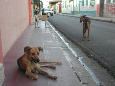 Stray Dogs of Granada