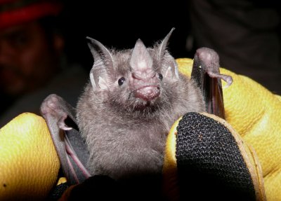 Bat III