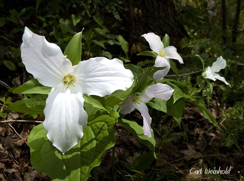 Showy Trillium