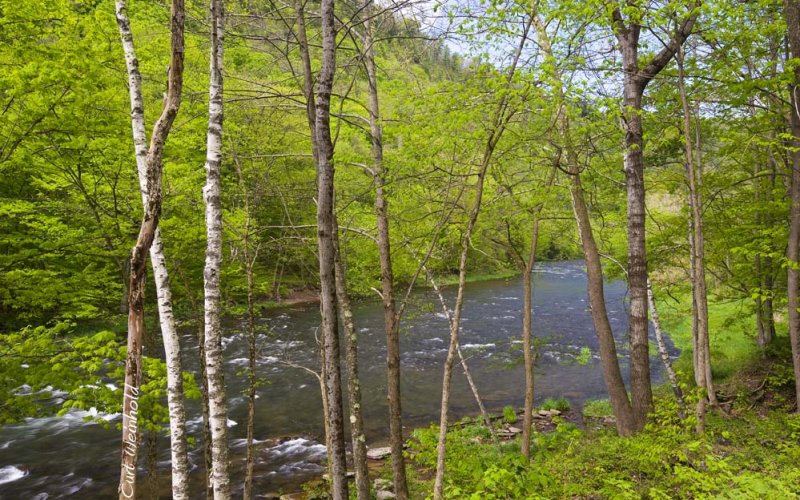 Pine Creek at Little Four Mile Run