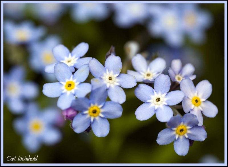 Forget-me-not.