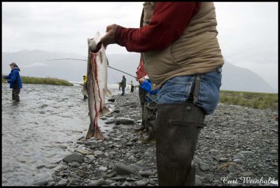 Combat Salmon fishing in Sixmile creek, Hope, Alaska