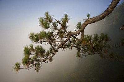 Pine branch in fog.