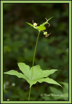 Indian Cucumber