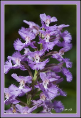 Purple Fringe Orchis