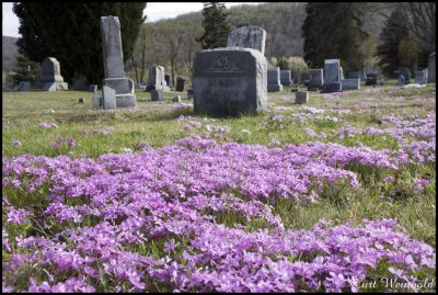 Wild Pinks