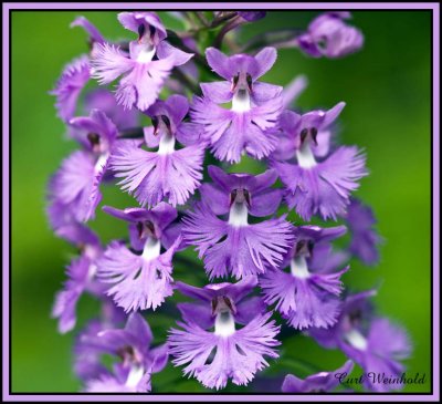Purple Fringed Orchis 4