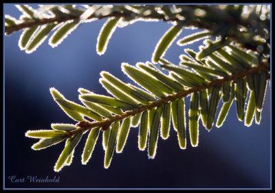 Hemlock frost