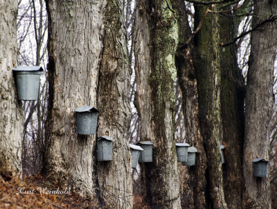 Maple Sap Buckets