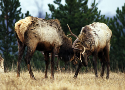 Battling Bull Elk