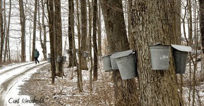 Maple Sap Buckets