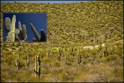 Cactus Collage