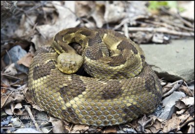 Timber Rattler