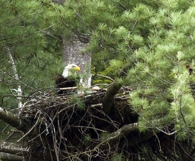 On the nest.
