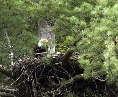 On the nest.