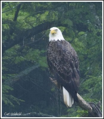 Eagle in rain.