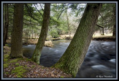 Lyman Run  Hemlocks