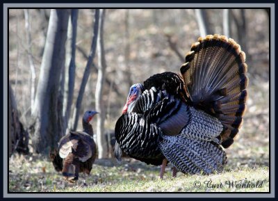 Turkey Gobbler w/ hen