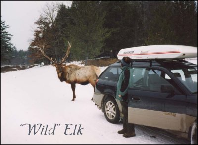 Pa Elk