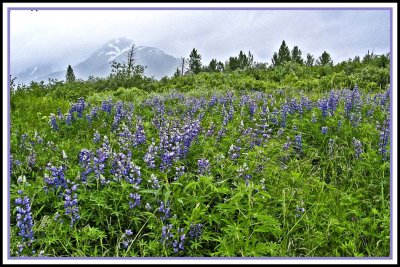 Lupines blooming near Portage Glacier