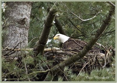 Bald Eagle on nest 2A