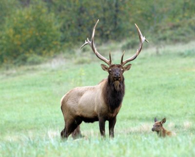 Bull elk w-calf