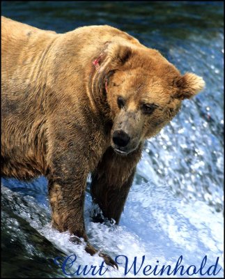 Boar Bear at Katmai NP