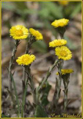 Coltsfoot