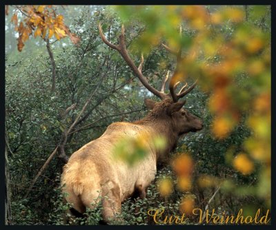 Autumn Elk