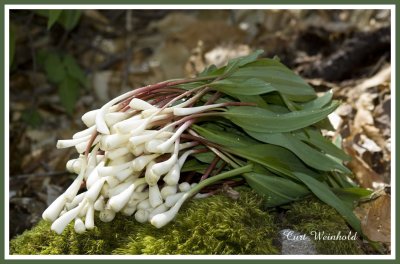 Leeks-ready to eat.