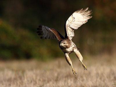 Ridgefield National Wildlife Refuge