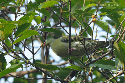 Pigeon, Thick-billed Green (female)