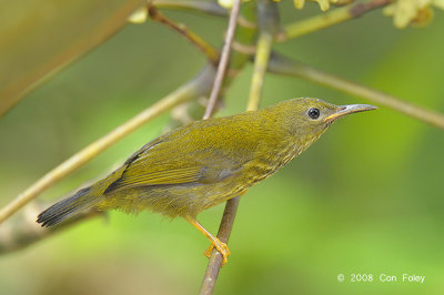 Sunbird, Purple-naped (juvenile)