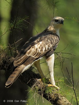 Eagle, Changeable Hawk (juvenile pale morph) @ Punggol