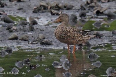 Shoveler, Northern (female) @ Sungei Buloh