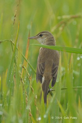 Warbler, Oriental Reed @ Sungei Balang