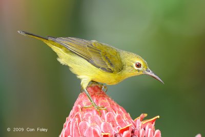 Sunbird, Brown-throated (female) @ MOG