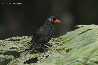 Laughingthrush, Black